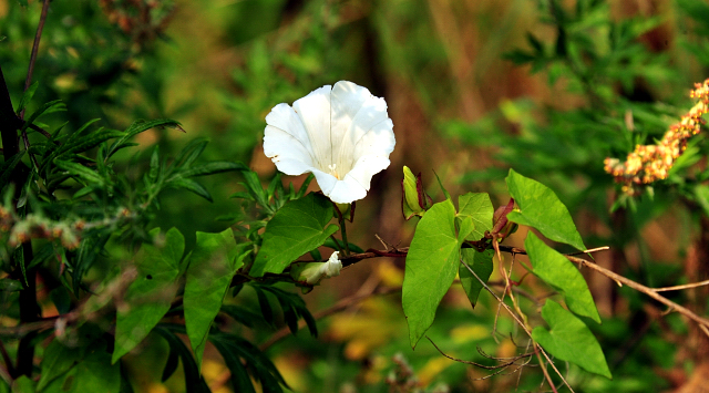 Hochsommer in Hmelschenburg - Foto: Beate Langels