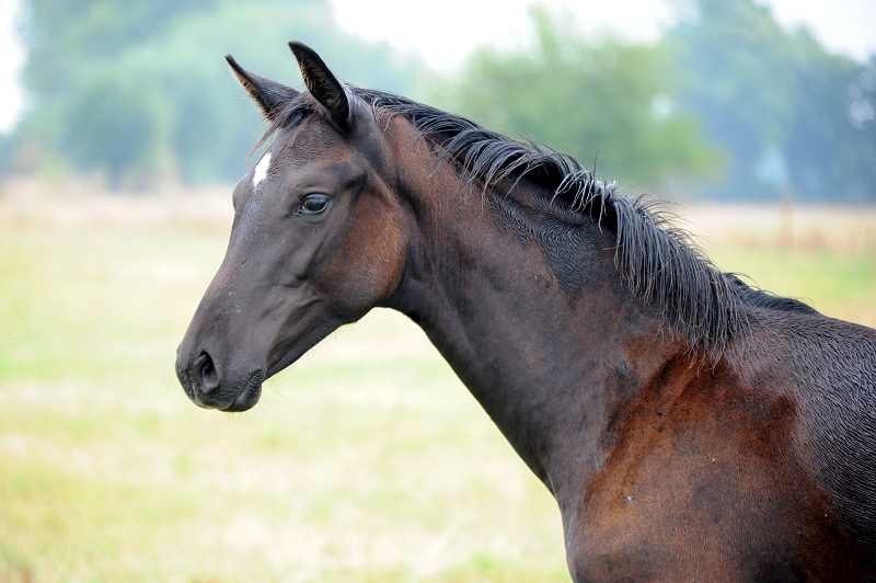 September 2022 - Trakehner Gestt Hmelschenburg  - Foto: Beate Langels