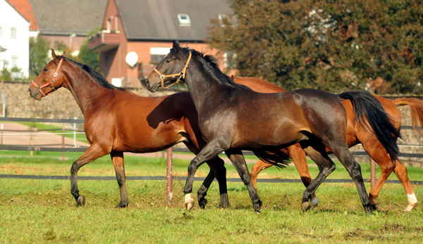 Oktober in Hmelschenburg - Foto: Beate Langels - Trakehner Gestt Hmelschenburg