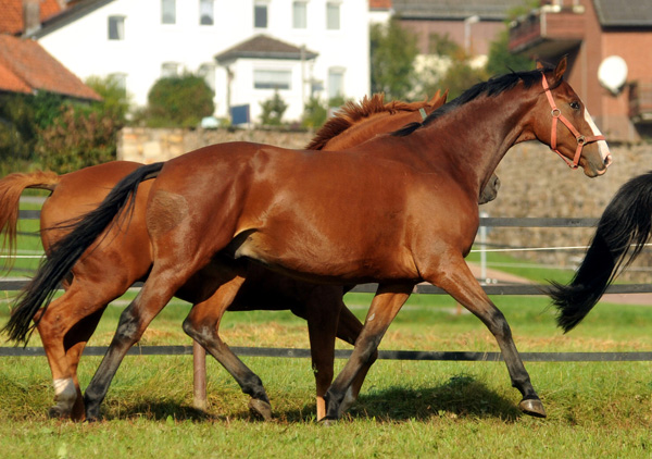 Oktober in Hmelschenburg - Foto: Beate Langels - Trakehner Gestt Hmelschenburg