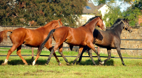 Goliath von Shavalou - im Oktober in Hmelschenburg - Foto: Beate Langels - Trakehner Gestt Hmelschenburg