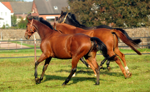 Goliath von Shavalou - im Oktober in Hmelschenburg - Foto: Beate Langels - Trakehner Gestt Hmelschenburg