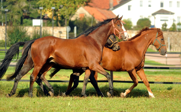 Oktober in Hmelschenburg - Foto: Beate Langels - Trakehner Gestt Hmelschenburg