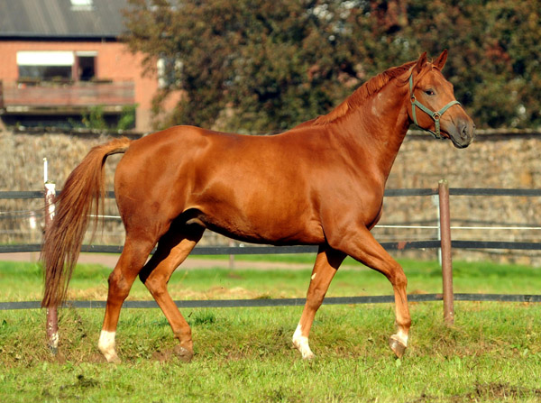 Rivergold im Oktober in Hmelschenburg - Foto: Beate Langels - Trakehner Gestt Hmelschenburg