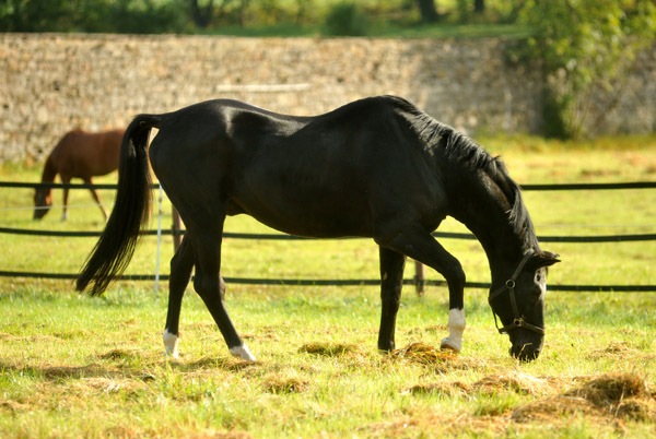 im 27 Lebensjahr: Kostolany im Oktober in Hmelschenburg - Foto: Beate Langels - Trakehner Gestt Hmelschenburg