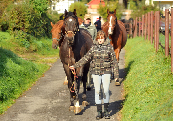 Die Wallache auf dem Weg zur Koppel - im Oktober in Hmelschenburg - Foto: Beate Langels - Trakehner Gestt Hmelschenburg