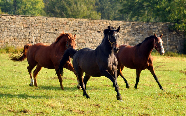 Rivergold, 3jhriger v. Meraldik und Goliath - im Oktober in Hmelschenburg - Foto: Beate Langels - Trakehner Gestt Hmelschenburg