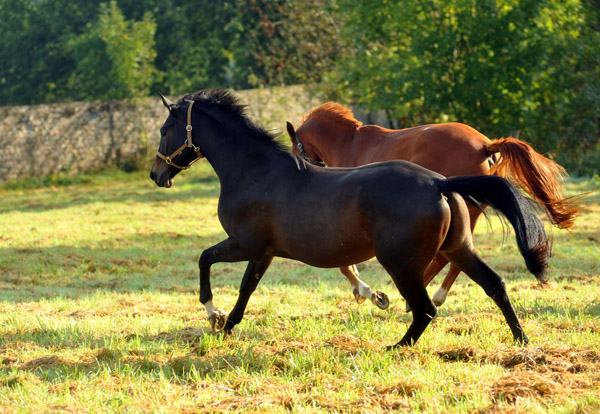 3jhriger Wallach von Meraldik - im Oktober in Hmelschenburg - Foto: Beate Langels - Trakehner Gestt Hmelschenburg