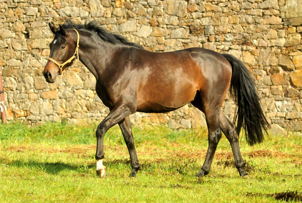 3jhriger Wallach von Meraldik - im Oktober in Hmelschenburg - Foto: Beate Langels - Trakehner Gestt Hmelschenburg