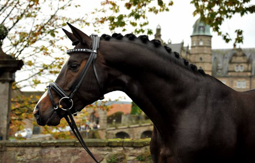 Der 5jhrige Jasper mit dem ebenfalls 5jhrigen Prmienhengst Saint Cyr v. Kostolany, Foto: Beate Langels, Trakehner Gestt Hmelschenburg