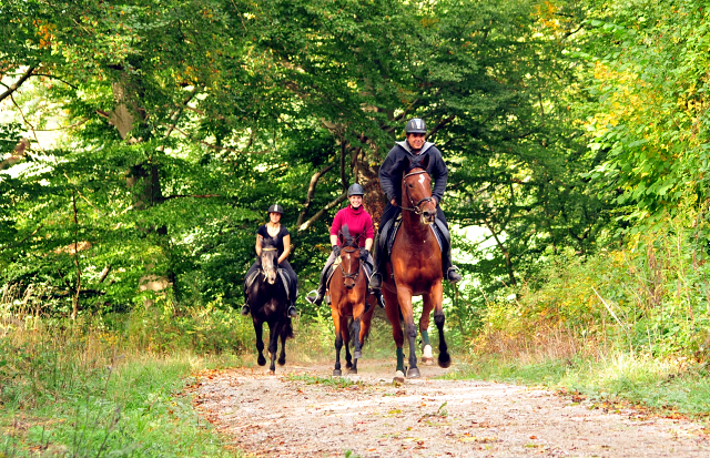 Barinja - Trakehner Gestt Hmelschenburg - Foto: Beate Langels