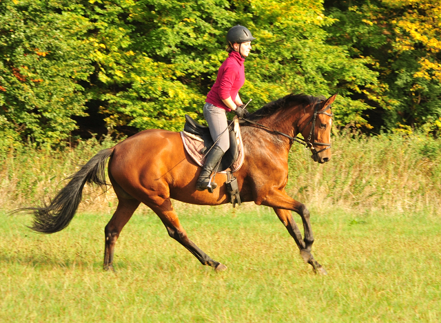 Barinja - Trakehner Gestt Hmelschenburg - Foto: Beate Langels