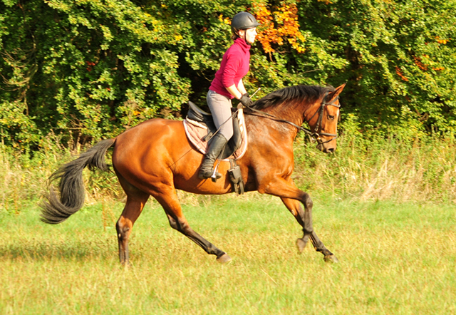 Barinja - Trakehner Gestt Hmelschenburg - Foto: Beate Langels