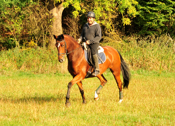 Ausritt im Oktober - Trakehner Gestt Hmelschenburg - Foto: Beate Langels