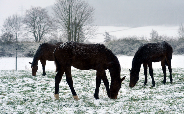 Pr.u.StPrSt. Karena mit den Hengstfohlen von Saint Cyr x Guendalina und Summertime x Schwalbenspiel - Gestt Hmelschenburg am 9. Dezember 2012, Foto: Beate Langels, Trakehner Gestt Hmelschenburg - Beate Langels