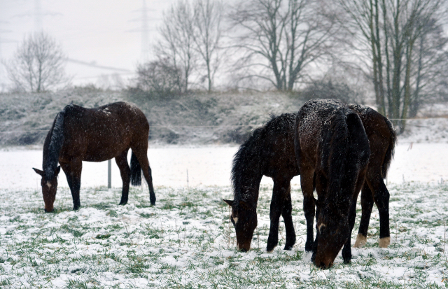 Pr.u.StPrSt. Karena mit den Hengstfohlen von Saint Cyr x Guendalina und Summertime x Schwalbenspiel - Gestt Hmelschenburg am 9. Dezember 2012, Foto: Beate Langels, Trakehner Gestt Hmelschenburg - Beate Langels