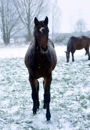 Hengstfohlen von Summertime u.d. Elitestute Schwalbenspiel v. Exclusiv - Gestt Hmelschenburg am 9. Dezember 2012, Foto: Beate Langels, Trakehner Gestt Hmelschenburg - Beate Langels