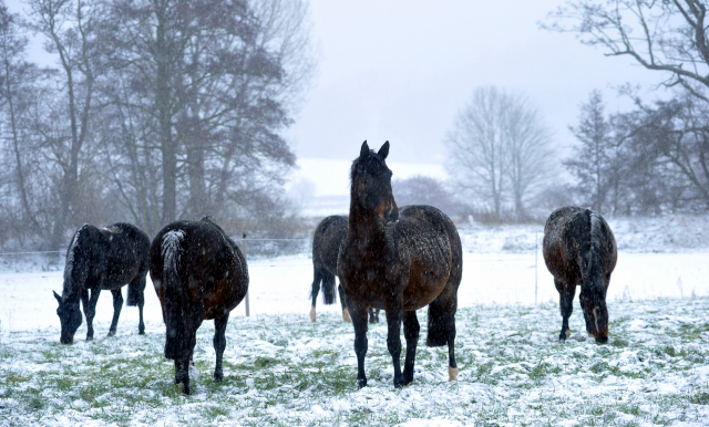 in der Mitte unsere Oldenburger Stute Beloved v. Kostolany - die Stutenherde des Gestt Hmelschenburg am 9. Dezember 2012, Foto: Beate Langels, Trakehner Gestt Hmelschenburg - Beate Langels