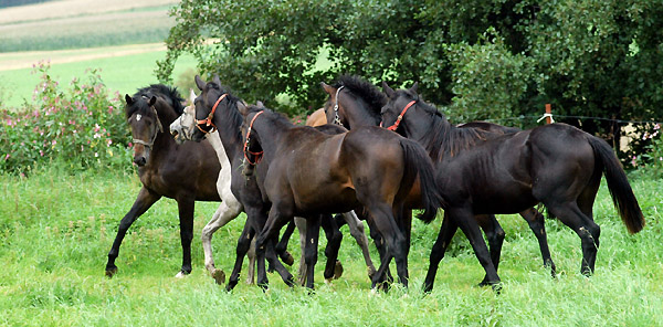 Ein- und Zweijhrige Hengste und Wallache im Trakehner Gestt Hmelschenburg - Foto: Beate Langels