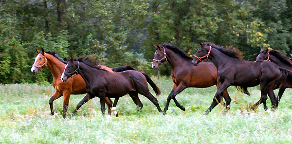 Ein- und Zweijhrige Hengste und Wallache im Trakehner Gestt Hmelschenburg - Foto: Beate Langels