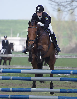 Trakehner Wallach POMPON von Freudenfest - Comedy Star xx und Luise Wessely