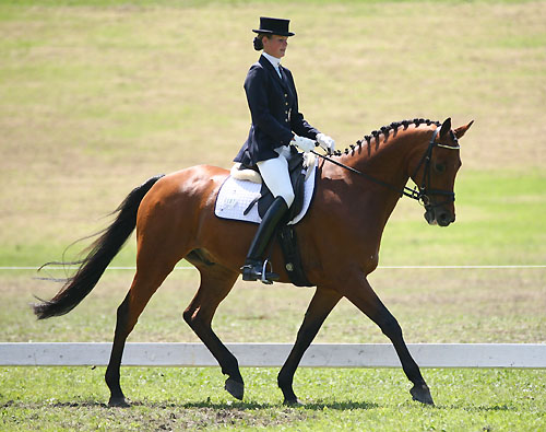 Trakehner Wallach Pompon von Freudenfest und Luise Wessely