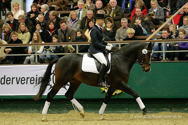 Trakehner Prmienhengst SAINT CYR v. Kostolany u.d. Elitestute Schwalbenspiel v. Exclusiv - Foto: Jutta Bauernschmitt - Trakehner Gestt Hmelschenburg