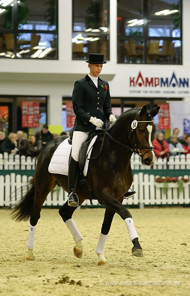 Trakehner Prmienhengst SAINT CYR v. Kostolany u.d. Elitestute Schwalbenspiel v. Exclusiv - Foto: Jutta Bauernschmitt - Trakehner Gestt Hmelschenburg