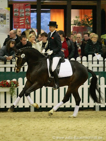 Trakehner Prmienhengst SAINT CYR v. Kostolany u.d. Elitestute Schwalbenspiel v. Exclusiv - Foto: Jutta Bauernschmitt - Trakehner Gestt Hmelschenburg