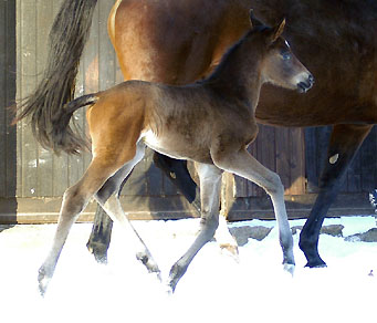 Oldenburger Filly by Freudenfest out of Beloved by Kostolany - Trakehner Gestt Hmelschenburg - Beate Langels