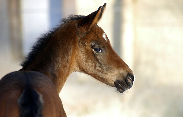 Oldenburger Filly by Freudenfest out of Beloved by Kostolany