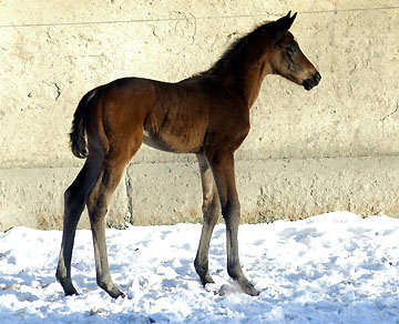 Oldenburger Filly by Freudenfest out of Beloved by Kostolany