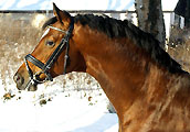 Januar 2009 im Trakehner Gestüt Hämelschenburg