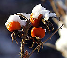 January 2009 - Winter in Hmelschenburg