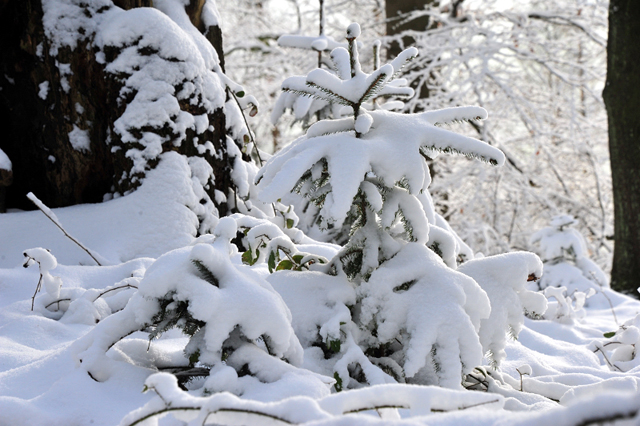 Schnee auf den Bergen rund um Hmelschenbug - Shavalou und Johanna haben ihn genossen - Foto: Beate Langels - 
Trakehner Gestt Hmelschenburg