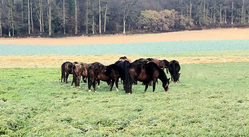 8.1.2022 in Hmelschenburg  - Foto: Beate Langels - Trakehner Gestt Hmelschenburg