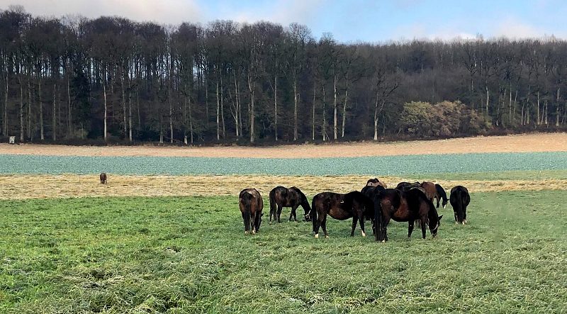 8.1.2022 in Hmelschenburg  - Foto: Beate Langels - Trakehner Gestt Hmelschenburg