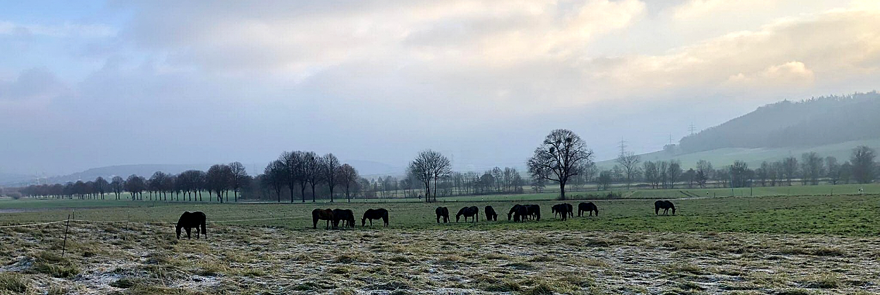 8.1.2022 in Hmelschenburg  - Foto: Beate Langels - Trakehner Gestt Hmelschenburg