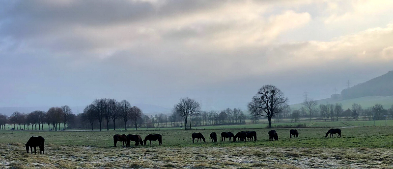 8.1.2022 in Hmelschenburg  - Foto: Beate Langels - Trakehner Gestt Hmelschenburg