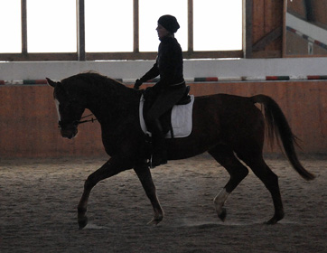 Trakehner Wallach von Freudenfest u.d. Mainau v. Caanitz