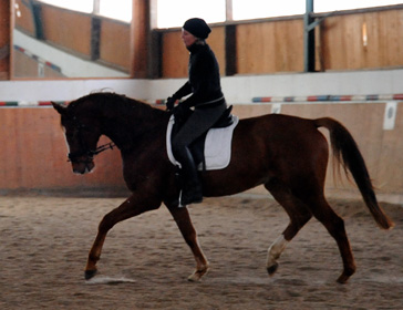 Trakehner Wallach von Freudenfest u.d. Mainau v. Caanitz