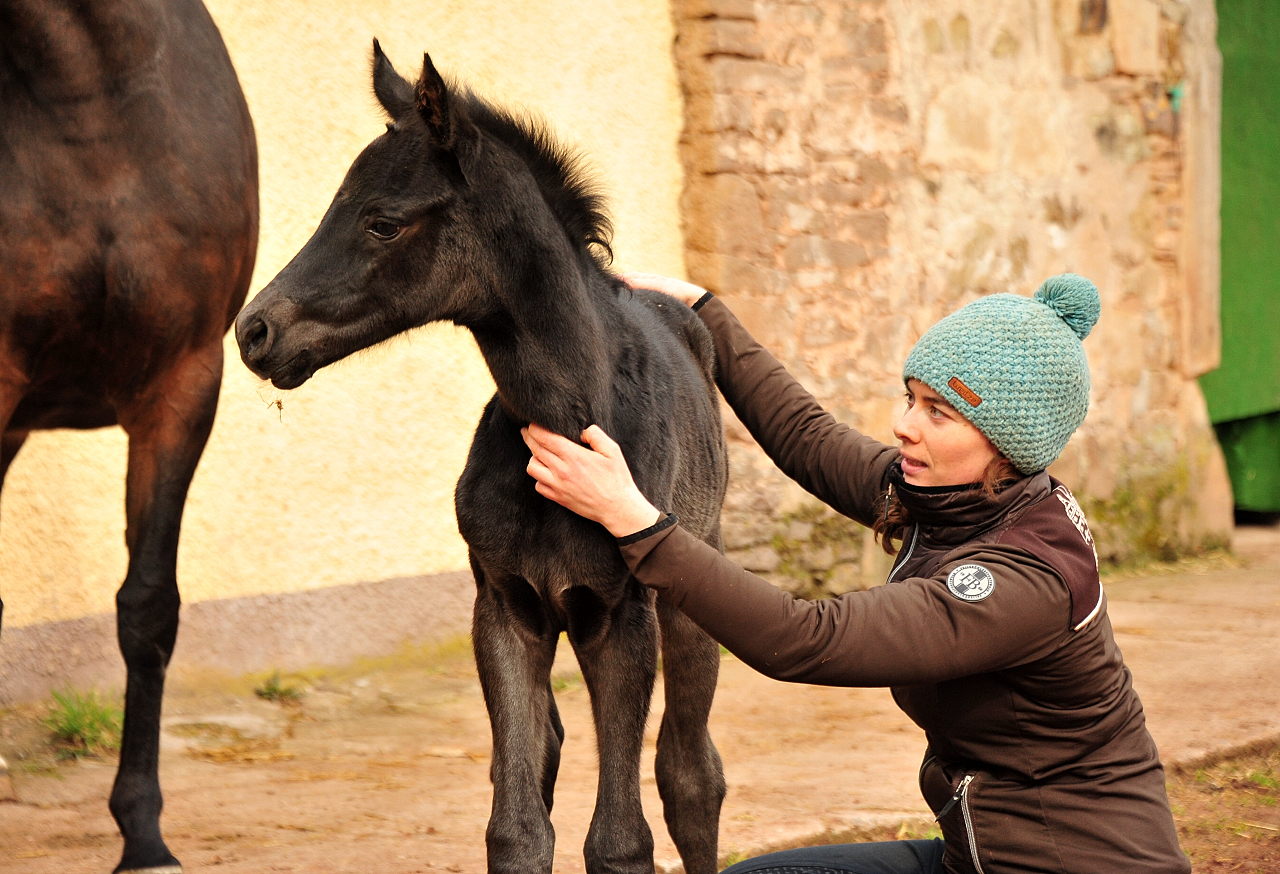 10. Mrz 2021 - Foto: Beate Langels - 
Trakehner Gestt Hmelschenburg