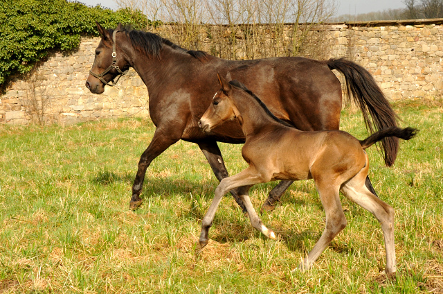  Foto: Beate Langels, Trakehner Gestt Hmelschenburg - Beate Langels