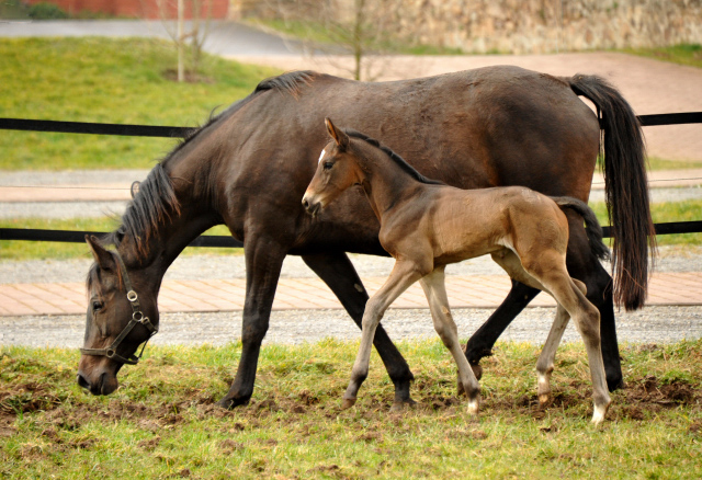 Trakehner Filly by Kostolany out of Kaiserspiel by Exclusiv -  Foto: Beate Langels, Trakehner Gestt Hmelschenburg - Beate Langels