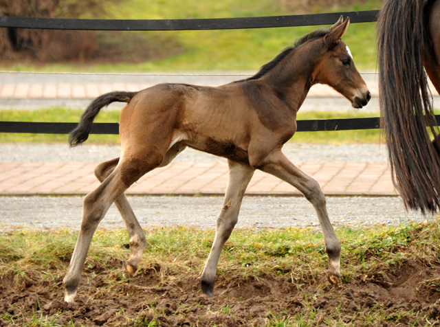 Trakehner Filly by Kostolany out of Kaiserspiel by Exclusiv -  Foto: Beate Langels, Trakehner Gestt Hmelschenburg - Beate Langels