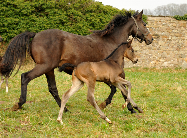 Trakehner Filly by Kostolany out of Kaiserspiel by Exclusiv -  Foto: Beate Langels, Trakehner Gestt Hmelschenburg - Beate Langels