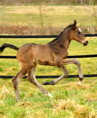  Foto: Beate Langels, Trakehner Gestt Hmelschenburg - Beate Langels