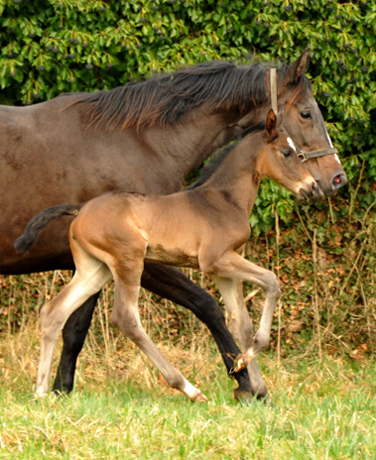 Trakehner Filly by Kostolany out of Kaiserspiel by Exclusiv -  Foto: Beate Langels, Trakehner Gestt Hmelschenburg - Beate Langels