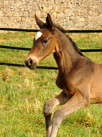 Trakehner Filly by Kostolany out of Kaiserspiel by Exclusiv -  Foto: Beate Langels, Trakehner Gestt Hmelschenburg - Beate Langels