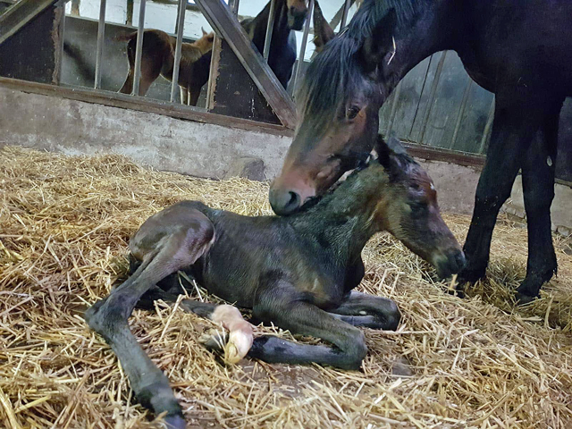 Trakehner Hengstfohlen von Saint Cyr u.d. Pr.u.StPrSt. La Prada v. Le Rouge - Foto Lachmann